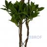 Искусственные растения Дерево счастья MK-7404-FT две кроны 0х0х160 см Темно-зеленый