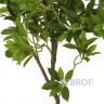 Искусственные растения Дерево счастья MK-7406-FT 0х0х165 см Темно-зеленый