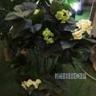 Искусственные растения Гортензия кремовая MK-7410-HW 0х0х100 см Темно-зеленый