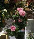 Искусственные растения Пион розовый MK-7411-HP 0х0х100 см Темно-зеленый