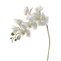 7A03N00011 Орхидея белая 105 см (6)